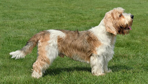 Petit basset hot sale griffon vendeen hypoallergenic